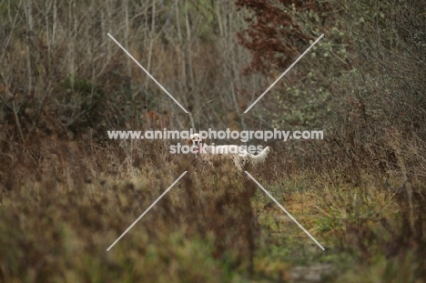 orange and white english setter standing in tall grass, forest scenery