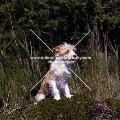 quika d' albergaria,  portuguese podengo sitting on tussock