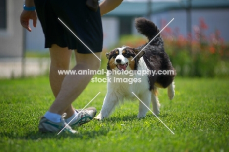 black tri color australian shepherd playing with owner