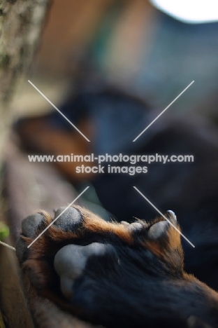 detail of a beauceron puppy's foot, double claw