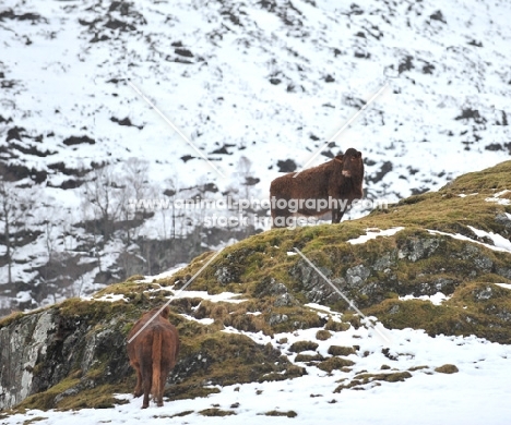 Ling Cattle in the highlands. 