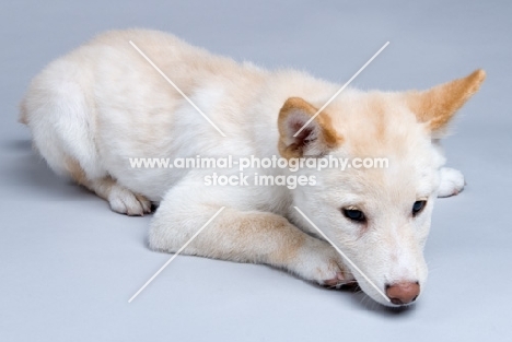 shiba inu puppy lying down