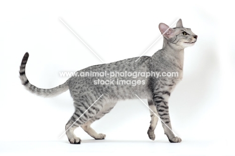Oriental Shorthair back view on white background, Silver Spotted Tabby