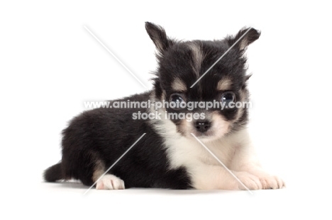 longhaired Chihuahua puppy, lying down