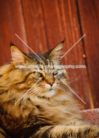 Maine Coon lying by red wood fence. 