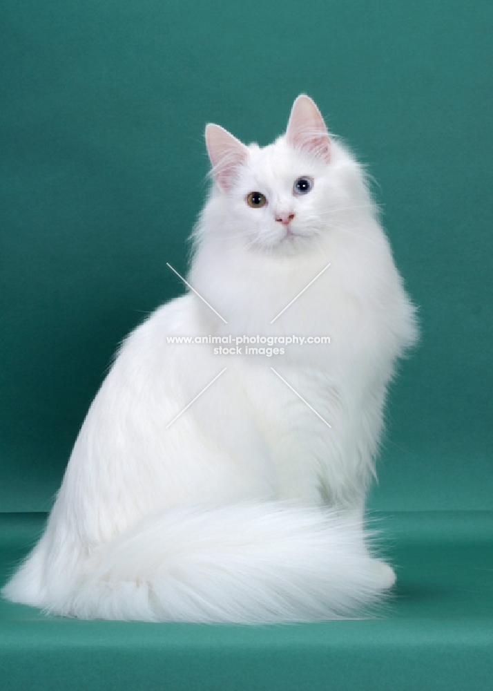 White Odd Eyed Norwegian Forest Cat