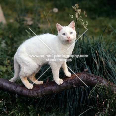 old blue eyed white short hair cat