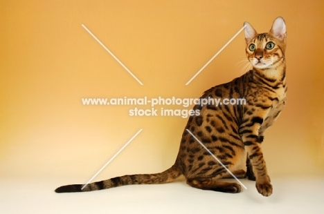 brown spotted bengal 