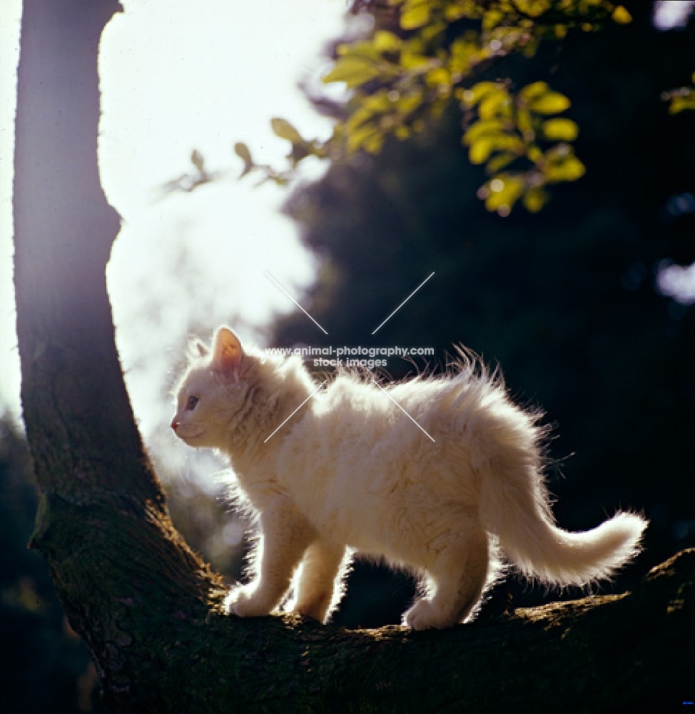 orange eyed white kitten side view, backlit