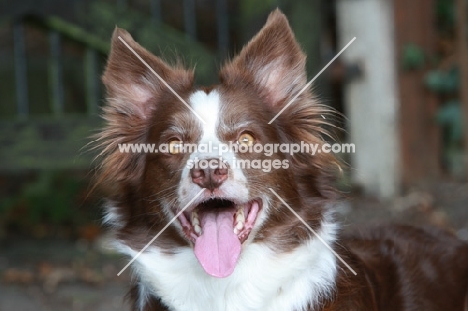 Brown and white Border Collie portrait