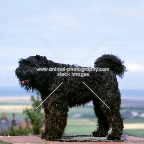 undocked bouvier des flandres