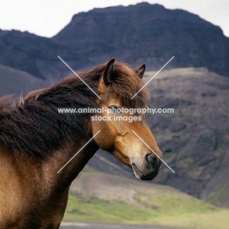 Iceland horse at Kalfstindar