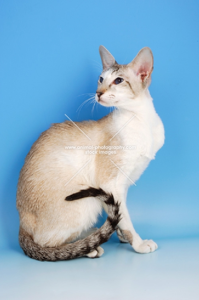 seal tabby and white oriental shorthair cat, sitting down