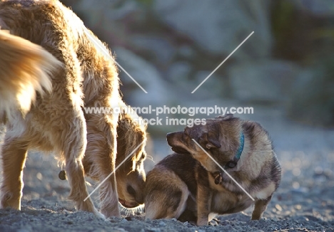 Swedish Vallhund letting another dog smell his scent