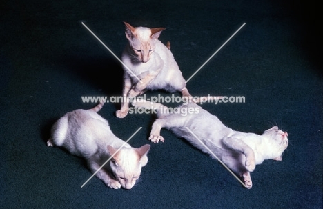 three red point siamese cats