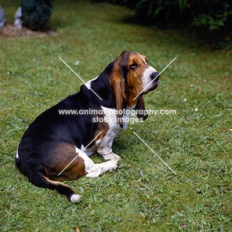 ch carresmar legend  basset hound sitting on grass