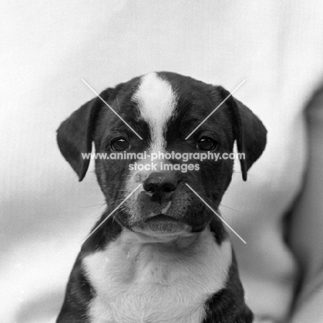 staffordshire bull terrier puppy