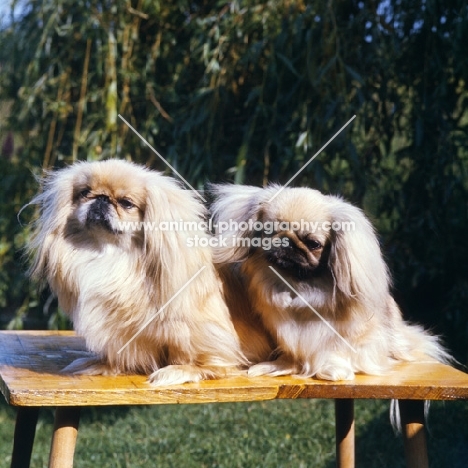 two pekingese sitting on a table