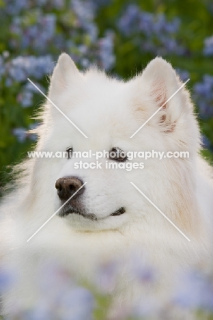 young Samoyed dog amongst flowers