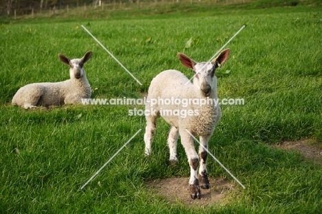 Bluefaced Leicester lambs on grass
