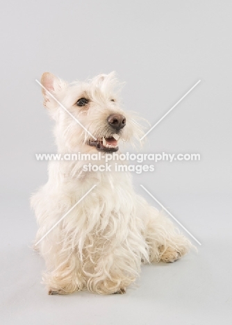 Happy wheaten Scottish Terrier in studio on grey background.