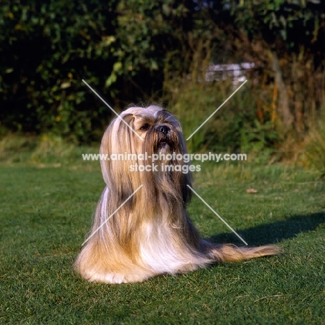 ch saxonsprings fresno, lhasa apso with her hair tied back