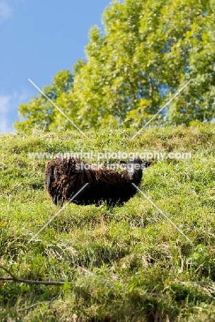 Ouessant (aka Ushant) sheep in field