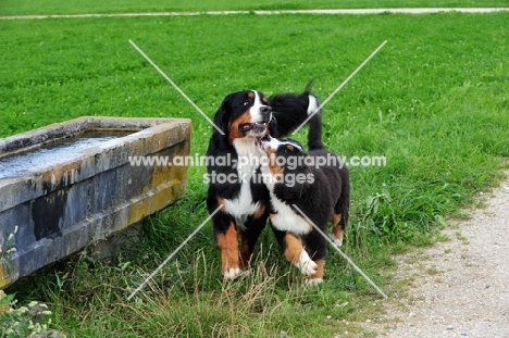 young Bernese Mountain Dog playing with adult