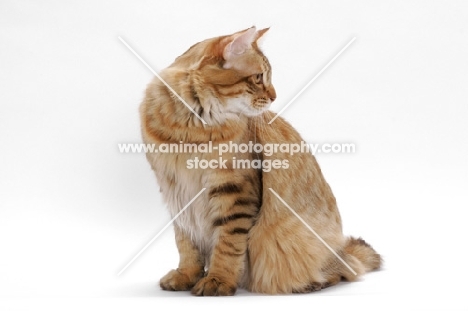 American Bobtail, Chocolate Spotted Tabby, looking away