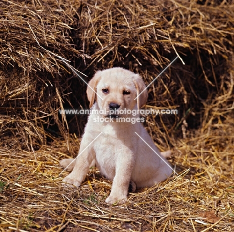 labrador retriever puppy sitting in straw