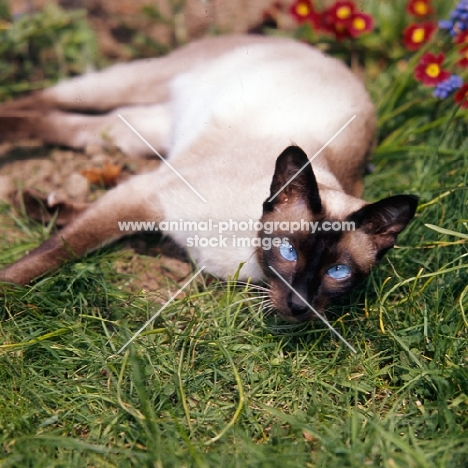 seal point siamese cat with shining eyes lying in a garden