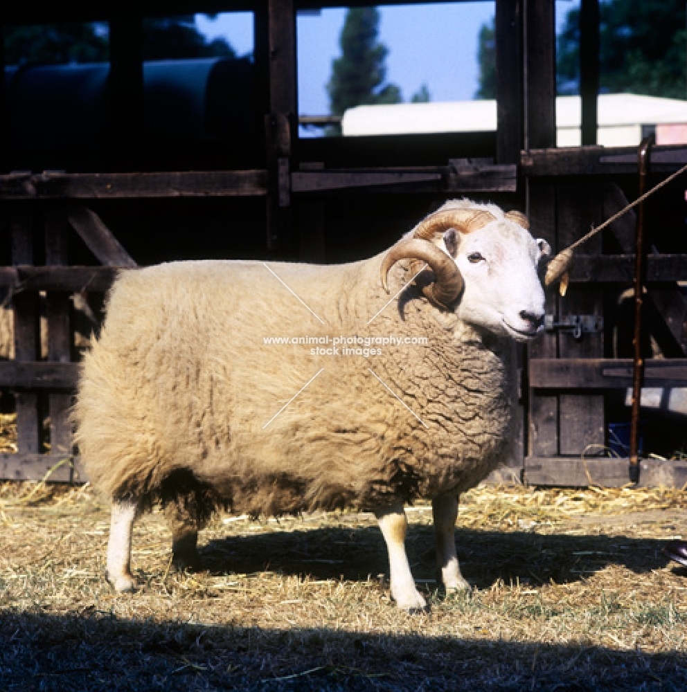 welsh mountain sheep side view