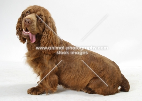 Australian Champion Golden Liver Sussex Spaniel