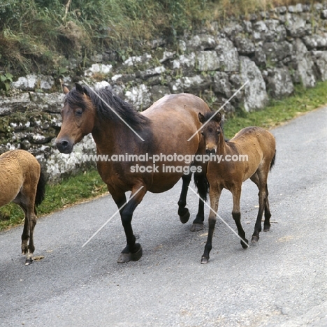 Dartmoor mare walking with foals dartmoor road returning from the moor