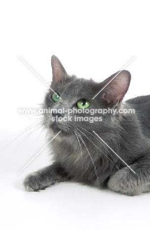 blue Javanese cat (aka Angora or Oriental Longhair) portrait