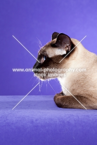 profile of seal point Siamese cat on purple backdrop