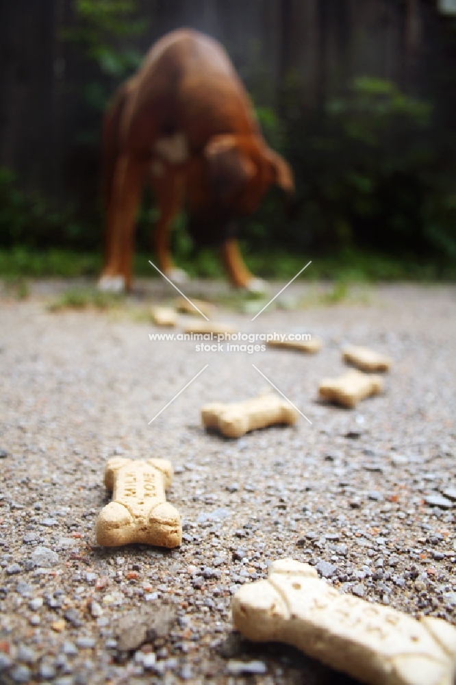 Boxer at end of cookie trail