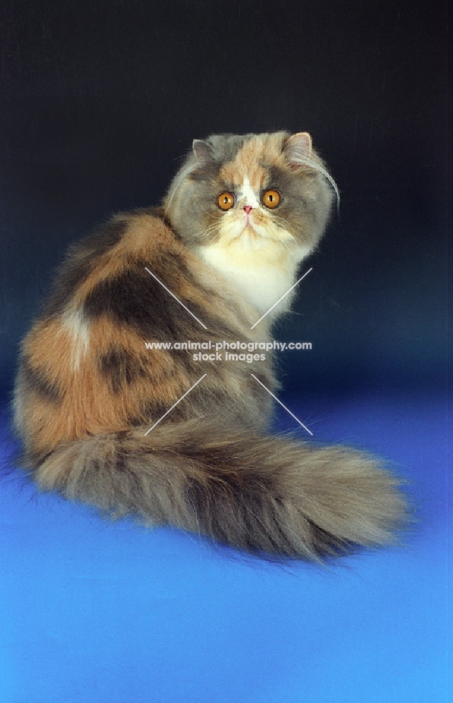 Persian blue tortie and white cat on blue background