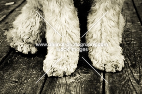 soft coated wheaten terrier feet