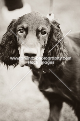 young Gordon Setter looking at camera