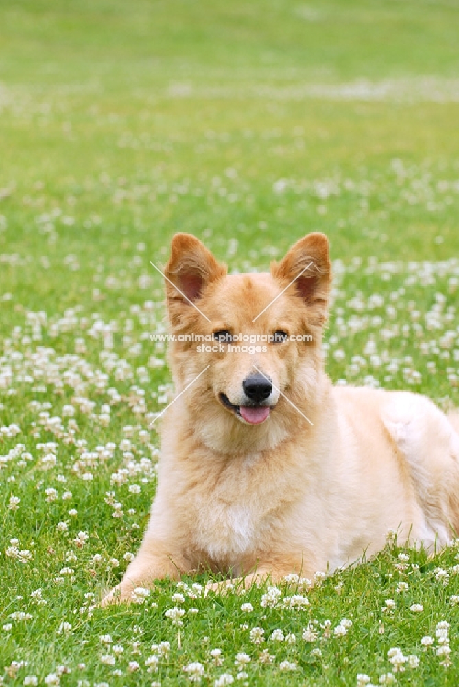 Garafiano shepherd dog, herder of the Canary Island la Palma, lying down in grass