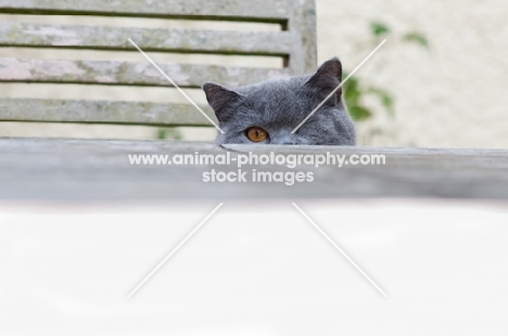 blue British Shorthair cat behind garden table