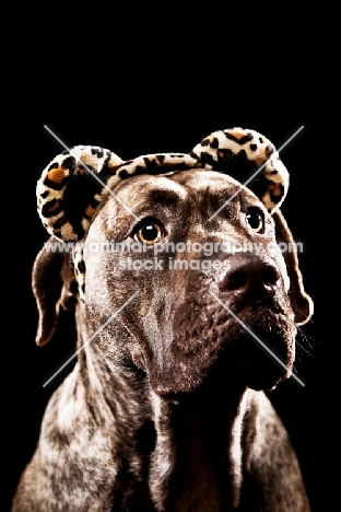 Dogo Canario 