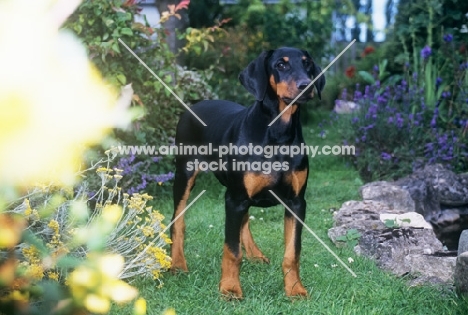 dobermann puppy in a garden