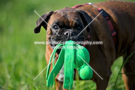 Boxer with toy in her mouth