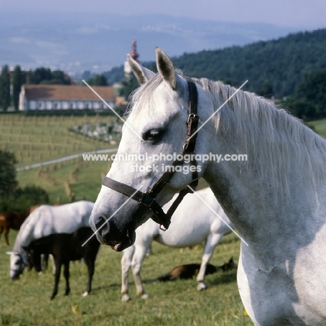 portrait of a lipizzaner mare in a group with foals at piber