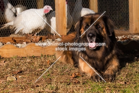 Leonberger near poultry pen