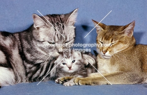 silver tabby with kitten and abyssinian cat 