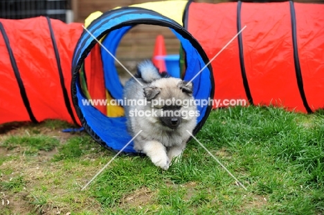 Keeshond puppy walking through tunnel