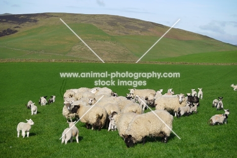 cross bred sheep in field